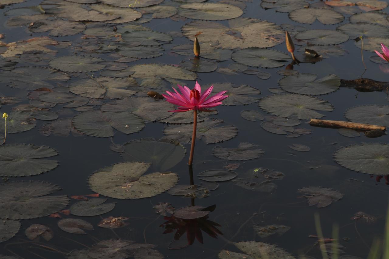 Blue Spring Boutique Hotel Sziemreap Kültér fotó